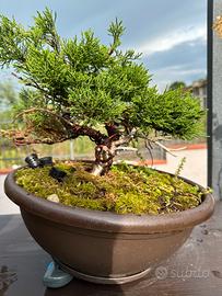 Bonsai (venduto)