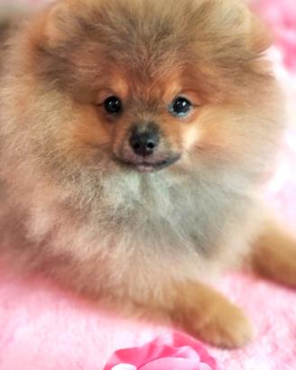 Cuccioli di Spitz di Pomerania nano (Volpino)