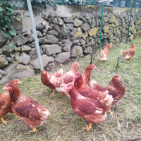 Galline ovaiole