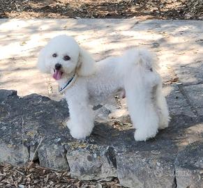 Cucciolo Barboncino Toy