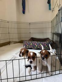 Cuccioli Jack Russel con Pedigree ENCI