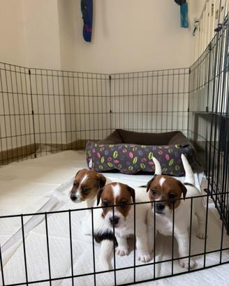 Cuccioli Jack Russel con Pedigree ENCI