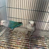 Coppia inseparabili