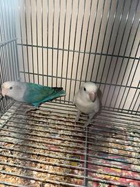 Coppia inseparabili