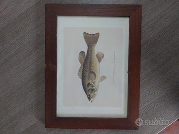 quadretto pesce pesca black bass