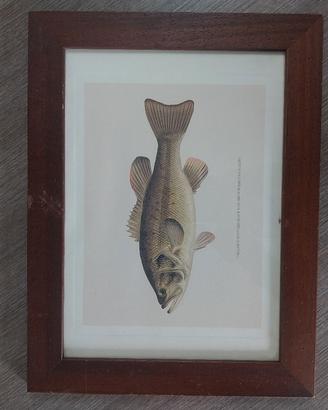 quadretto pesce pesca black bass