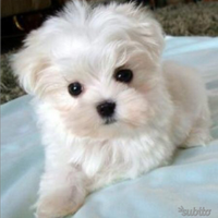 Cuccioli maltese