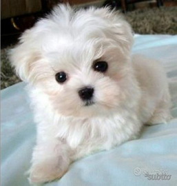 Cuccioli maltese