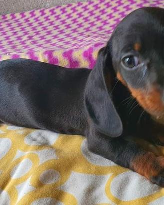 Bassotto kaninchen femmina