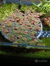 phyllanthus fluitans galleggiante radici rosse