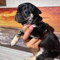 Bulldog francese