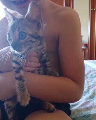 Cucciola bengala Brown