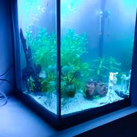 Acquario 38x40h 57