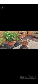 Antichi vasi coppe in terracotta Toscana