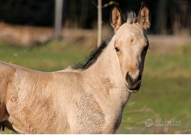 C.o.m.p.r.o puledra/o