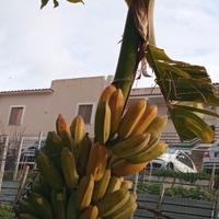 pianta di banane