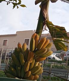 pianta di banane