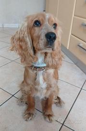 Coker spaniel