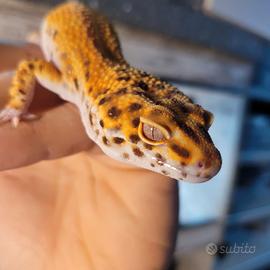 geco leopardino electric
