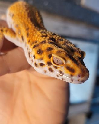 geco leopardino electric