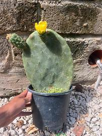 Piante di fico d’India siciliano DOP in vaso