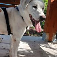 Cagnolina labrador/maremmano