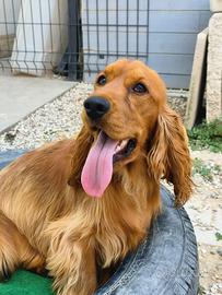 Cocker 