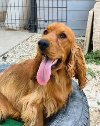 Cocker 