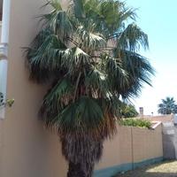 Palma Washingtonia