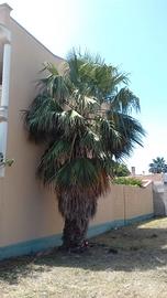 Palma Washingtonia