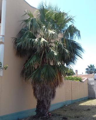 Palma Washingtonia