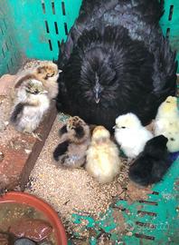 Pulcini Nani Ornamentali