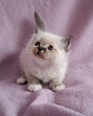 Cuccioli SacroBirmania disp a età di 3mesi e mezzi