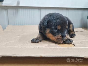 Cucciola rottweiler
