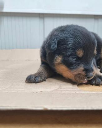 Cucciola rottweiler
