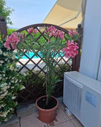 Pianta di oleandro