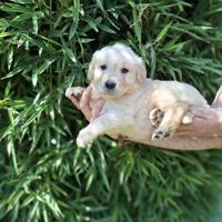 Cuccioli di golden Retriever