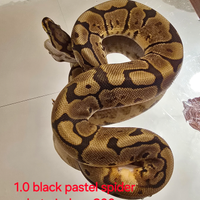 Pitoni reali Baby e non