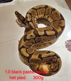 Pitoni reali Baby e non