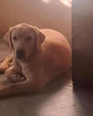 Disponibili cuccioli di labrador