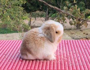 Conigli Minilop