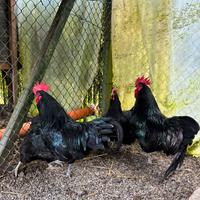 Gallo Australorp