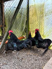 Gallo Australorp