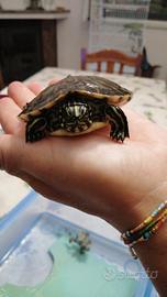 Tartaruga d'acqua