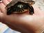 Immagine 1