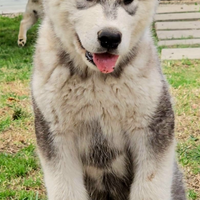 Alaskan malamute