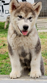 Alaskan malamute