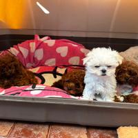 Maltese puro coreano linea big eyes maschio