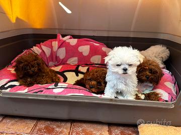 Maltese puro coreano linea big eyes maschio