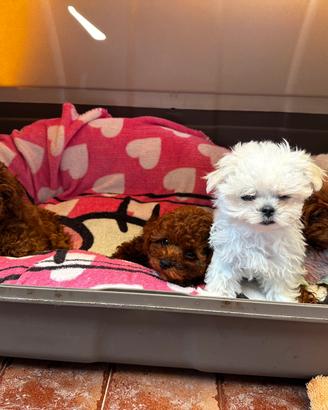 Maltese puro coreano linea big eyes maschio